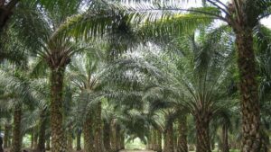 Palmių plantacija